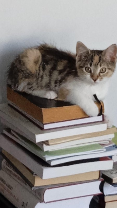 It looks like he's read more books today than I have in my entire life XD