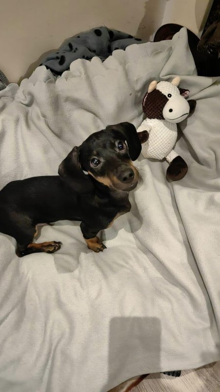 "My little baby with his toy <3